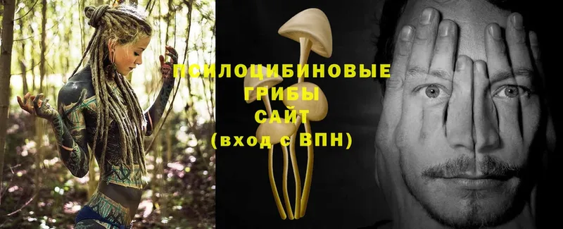 Галлюциногенные грибы Psilocybe  Байкальск 